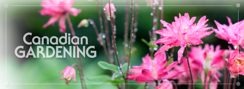 CG Facebook Timeline Header