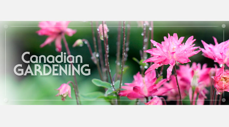 CG Facebook Timeline Header
